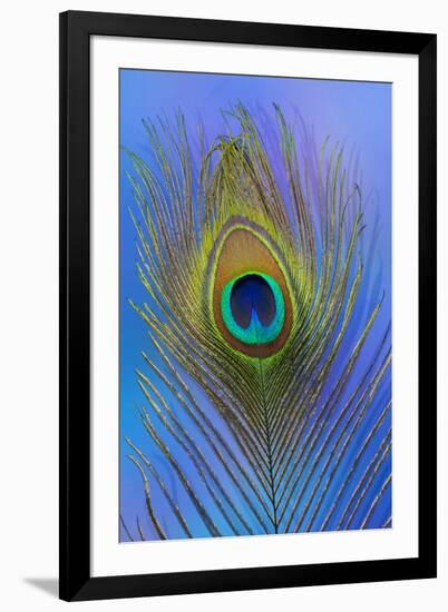 Male Peacock Display Tail Feathers-Darrell Gulin-Framed Photographic Print