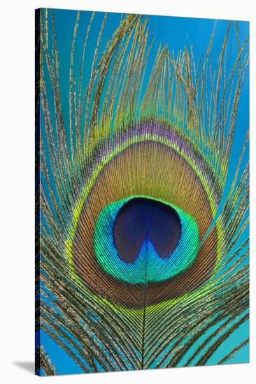 Male Peacock Display Tail Feathers-Darrell Gulin-Stretched Canvas