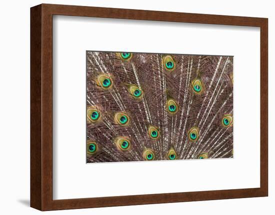 Male peacock fanning out his tail feathers-Darrell Gulin-Framed Photographic Print