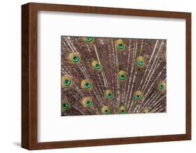 Male peacock fanning out his tail feathers-Darrell Gulin-Framed Photographic Print