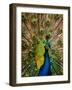 Male Peacock Indian Peofowl Pavo Cristatus Displaying Tail Feathers-null-Framed Photographic Print