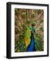 Male Peacock Indian Peofowl Pavo Cristatus Displaying Tail Feathers-null-Framed Photographic Print