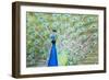 Male Peacock (Pavo Cristatus) Displaying Plumage at Leeds Castle, Maidstone, Kent, England-Matthew Williams-Ellis-Framed Photographic Print