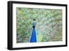 Male Peacock (Pavo Cristatus) Displaying Plumage at Leeds Castle, Maidstone, Kent, England-Matthew Williams-Ellis-Framed Photographic Print