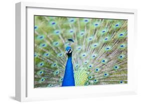 Male Peacock (Pavo Cristatus) Displaying Plumage at Leeds Castle, Maidstone, Kent, England-Matthew Williams-Ellis-Framed Photographic Print