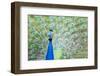 Male Peacock (Pavo Cristatus) Displaying Plumage at Leeds Castle, Maidstone, Kent, England-Matthew Williams-Ellis-Framed Photographic Print