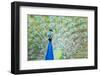 Male Peacock (Pavo Cristatus) Displaying Plumage at Leeds Castle, Maidstone, Kent, England-Matthew Williams-Ellis-Framed Photographic Print