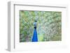 Male Peacock (Pavo Cristatus) Displaying Plumage at Leeds Castle, Maidstone, Kent, England-Matthew Williams-Ellis-Framed Photographic Print