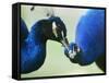 Male Peacocks Interact on a Farm in Mombasa, Kenya-null-Framed Stretched Canvas