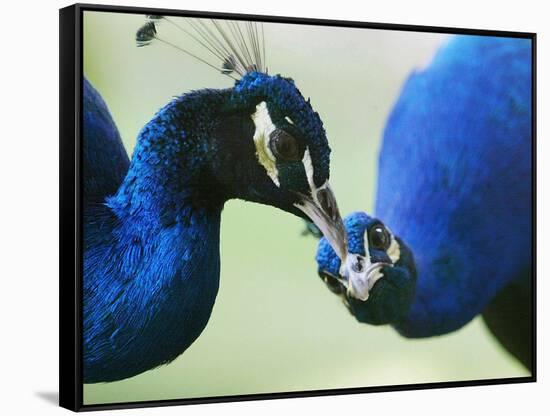 Male Peacocks Interact on a Farm in Mombasa, Kenya-null-Framed Stretched Canvas