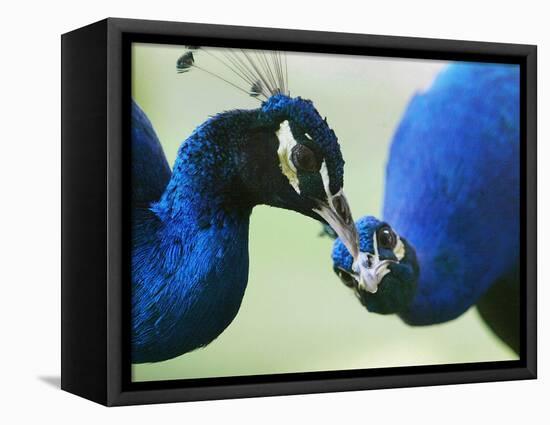 Male Peacocks Interact on a Farm in Mombasa, Kenya-null-Framed Stretched Canvas