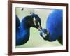 Male Peacocks Interact on a Farm in Mombasa, Kenya-null-Framed Photographic Print