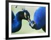 Male Peacocks Interact on a Farm in Mombasa, Kenya-null-Framed Photographic Print