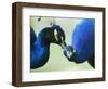 Male Peacocks Interact on a Farm in Mombasa, Kenya-null-Framed Photographic Print