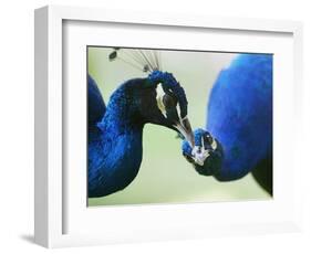 Male Peacocks Interact on a Farm in Mombasa, Kenya-null-Framed Photographic Print