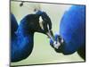 Male Peacocks Interact on a Farm in Mombasa, Kenya-null-Mounted Photographic Print