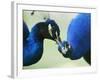 Male Peacocks Interact on a Farm in Mombasa, Kenya-null-Framed Photographic Print