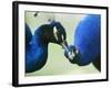 Male Peacocks Interact on a Farm in Mombasa, Kenya-null-Framed Photographic Print