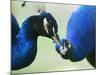 Male Peacocks Interact on a Farm in Mombasa, Kenya-null-Mounted Photographic Print