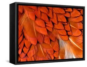 Male Pheasant Feathers, Devon, UK-Ross Hoddinott-Framed Stretched Canvas