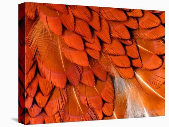 Male Pheasant Feathers, Devon, UK-Ross Hoddinott-Stretched Canvas