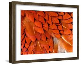 Male Pheasant Feathers, Devon, UK-Ross Hoddinott-Framed Photographic Print