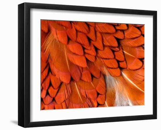 Male Pheasant Feathers, Devon, UK-Ross Hoddinott-Framed Photographic Print