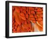 Male Pheasant Feathers, Devon, UK-Ross Hoddinott-Framed Photographic Print