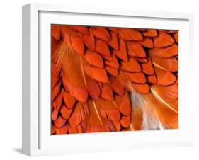 Male Pheasant Feathers, Devon, UK-Ross Hoddinott-Framed Photographic Print