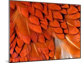 Male Pheasant Feathers, Devon, UK-Ross Hoddinott-Mounted Photographic Print