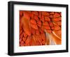 Male Pheasant Feathers, Devon, UK-Ross Hoddinott-Framed Photographic Print