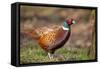 Male Pheasant (Phasianus Colchicus) in Profile. Scotland, UK, February-Mark Hamblin-Framed Stretched Canvas