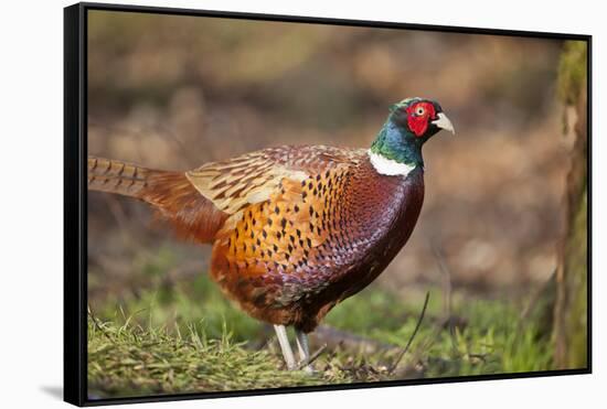 Male Pheasant (Phasianus Colchicus) in Profile. Scotland, UK, February-Mark Hamblin-Framed Stretched Canvas