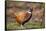 Male Pheasant (Phasianus Colchicus) in Profile. Scotland, UK, February-Mark Hamblin-Framed Stretched Canvas