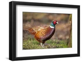 Male Pheasant (Phasianus Colchicus) in Profile. Scotland, UK, February-Mark Hamblin-Framed Photographic Print