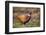 Male Pheasant (Phasianus Colchicus) in Profile. Scotland, UK, February-Mark Hamblin-Framed Photographic Print