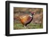 Male Pheasant (Phasianus Colchicus) in Profile. Scotland, UK, February-Mark Hamblin-Framed Photographic Print