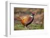 Male Pheasant (Phasianus Colchicus) in Profile. Scotland, UK, February-Mark Hamblin-Framed Photographic Print