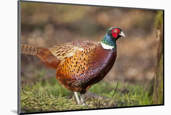 Male Pheasant (Phasianus Colchicus) in Profile. Scotland, UK, February-Mark Hamblin-Mounted Photographic Print