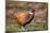 Male Pheasant (Phasianus Colchicus) in Profile. Scotland, UK, February-Mark Hamblin-Mounted Photographic Print