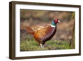 Male Pheasant (Phasianus Colchicus) in Profile. Scotland, UK, February-Mark Hamblin-Framed Photographic Print