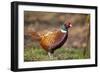 Male Pheasant (Phasianus Colchicus) in Profile. Scotland, UK, February-Mark Hamblin-Framed Photographic Print