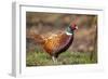 Male Pheasant (Phasianus Colchicus) in Profile. Scotland, UK, February-Mark Hamblin-Framed Photographic Print