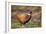 Male Pheasant (Phasianus Colchicus) in Profile. Scotland, UK, February-Mark Hamblin-Framed Photographic Print