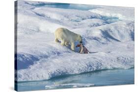 Male Polar Bear (Ursus Maritimus) Feeding on a First Year Polar Bear Cub it Has Just Killed-Brent Stephenson-Stretched Canvas
