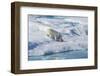 Male Polar Bear (Ursus Maritimus) Feeding on a First Year Polar Bear Cub it Has Just Killed-Brent Stephenson-Framed Photographic Print