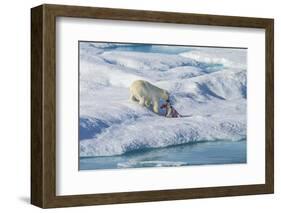 Male Polar Bear (Ursus Maritimus) Feeding on a First Year Polar Bear Cub it Has Just Killed-Brent Stephenson-Framed Photographic Print