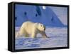 Male Polar Bear(Ursus Maritimus) in Spring, Svalbard/Spitsbergen, Arctic-Lousie Murray-Framed Stretched Canvas