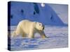 Male Polar Bear(Ursus Maritimus) in Spring, Svalbard/Spitsbergen, Arctic-Lousie Murray-Stretched Canvas