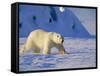 Male Polar Bear(Ursus Maritimus) in Spring, Svalbard/Spitsbergen, Arctic-Lousie Murray-Framed Stretched Canvas